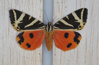 <i>Euplagia quadripunctaria</i>