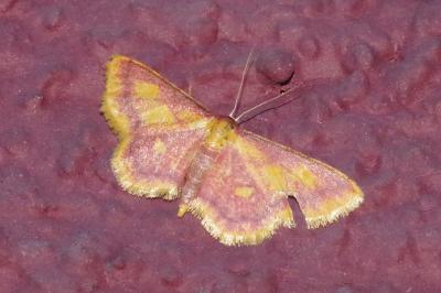 <i>Idaea muricata</i>