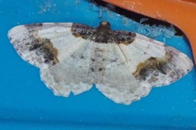 <i>Ligdia adustata</i>
