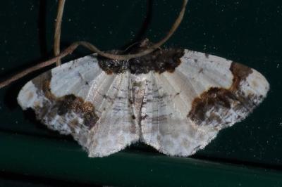 <i>Ligdia adustata</i>
