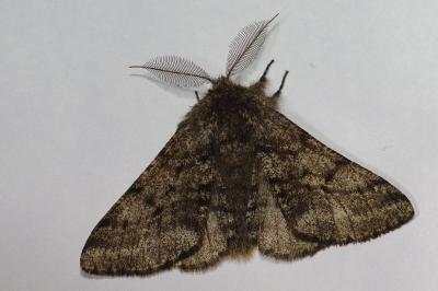 <i>Lycia hirtaria</i>