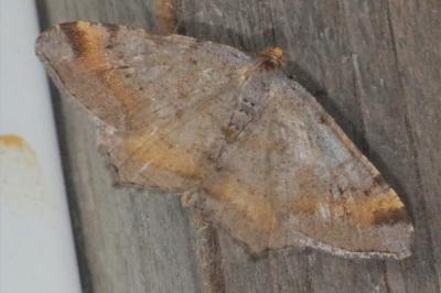<i>Macaria liturata</i>
