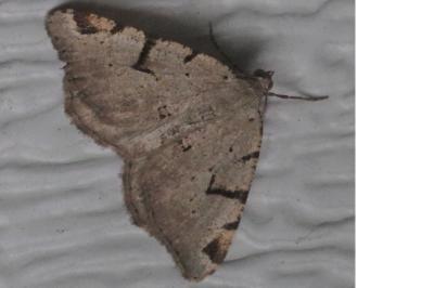 <i>Macaria wauaria</i>
