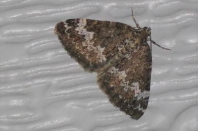 <i>Perizoma alchemillata</i>
