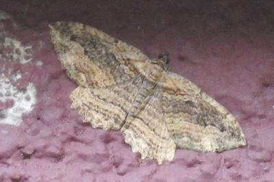 <i>Philereme transversata</i>