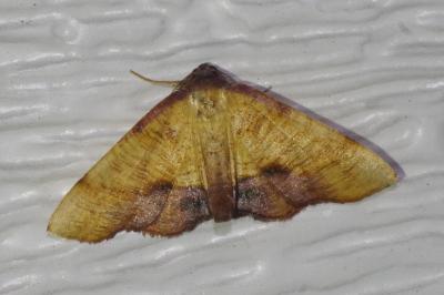 <i>Plagodis dolabraria</i>