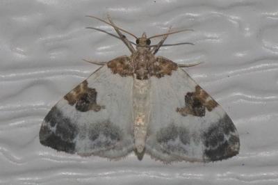 <i>Plemyria rubiginata</i>