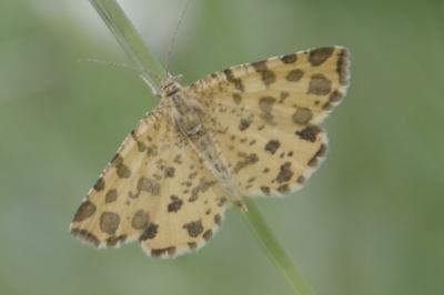 <i>Pseudopanthera macularia</i>
