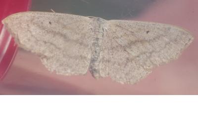 <i>Scopula nigropunctata</i>