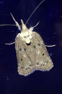 <i>Nycteola revayana</i>