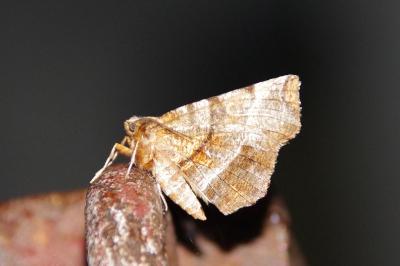 <i>Selenia dentaria</i>