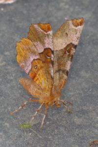 <i>Selenia tetralunaria</i>
