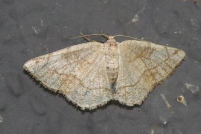 <i>Stegania trimaculata</i>