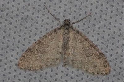 <i>Trichopteryx carpinata</i>