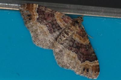 <i>Xanthorhoe spadicearia/ferrugata</i>