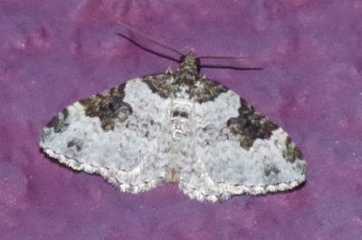 <i>Xanthorhoe fluctuata</i>