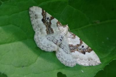 <i>Xanthorhoe montanata</i>