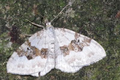 <i>Xanthorhoe montanata</i>
