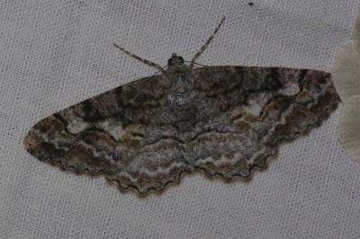 <i>Alcis repandata</i>