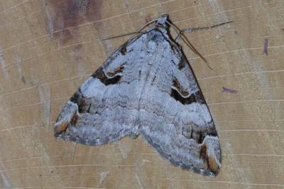 <i>Aplocera praeformata</i>