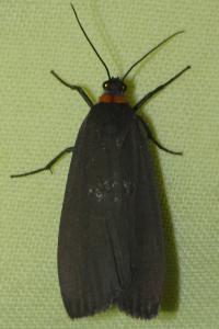 <i>Atolmis rubricollis</i>
