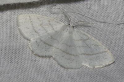 <i>Cabera pusaria</i>