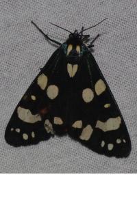 <i>Callimorpha dominula</i>