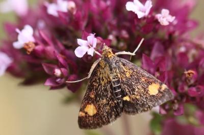 <i>Pyrausta aurata</i>