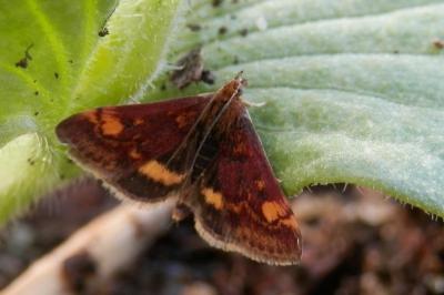 <i>Pyrausta aurata</i>
