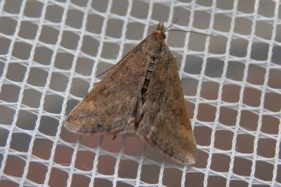 <i>Pyrausta despicata</i>