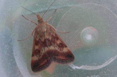 <i>Pyrausta despicata</i>