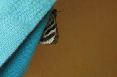 <i>Catocala elocata</i>