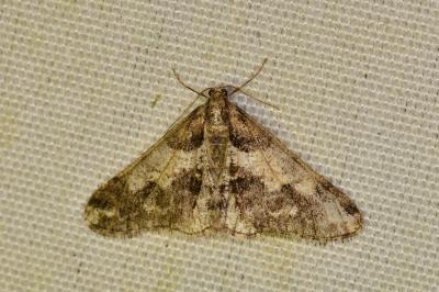 <i>Agriopis leucophaearia</i>