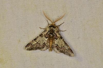 <i>Biston strataria</i>
