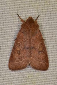 <i>Orthosia cerasi</i>