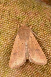 <i>Orthosia cruda</i>