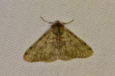 <i>Phigalia pilosaria</i>