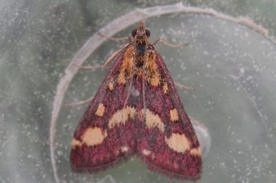 <i>Pyrausta purpuralis</i>