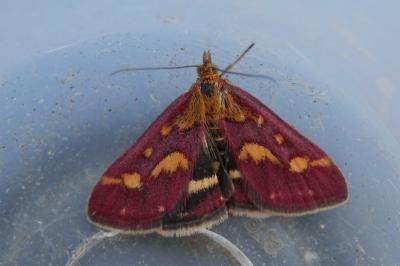 <i>Pyrausta purpuralis</i>