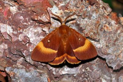 <i>Lasiocampa quercus quercus</i>