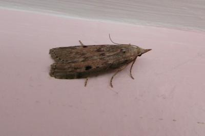 <i>Aphomia sociella</i>
