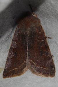 <i>Orthosia incerta</i>