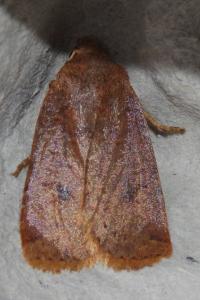 <i>Conistra vaccinii</i>