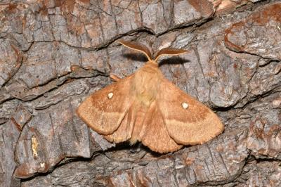 <i>Lasiocampa trifolii trifolii</i>
