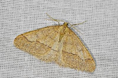 <i>Phigaliohybernia marginaria</i>
