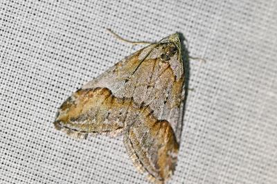 <i>Chesias rufata rufata</i>