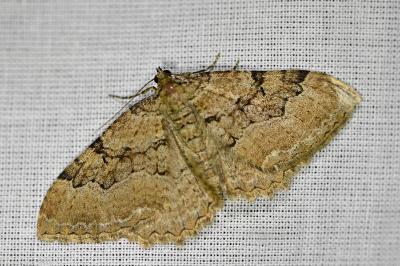 <i>Rheumaptera cervinalis barbuti</i>