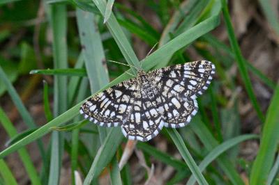 <i>Chiasmia clathrata</i>
