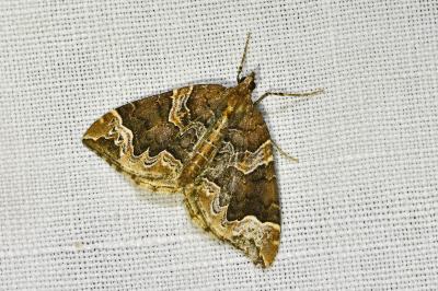 <i>Eulithis prunata</i>