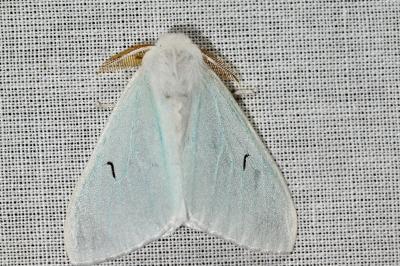 <i>Arctornis l-nigrum</i>